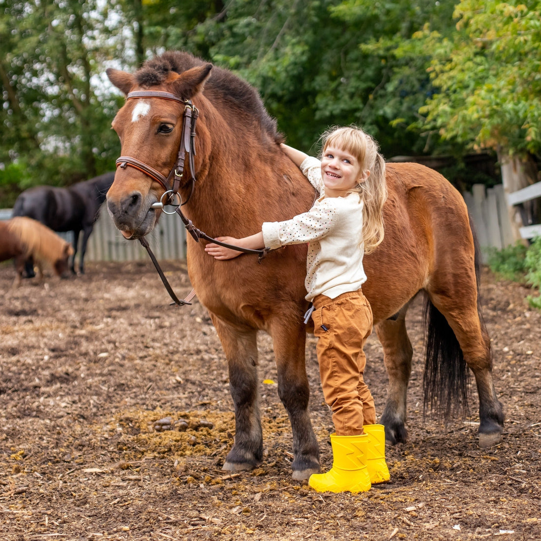 Farrier Tools for Minor Punctures & Coronary Injuries