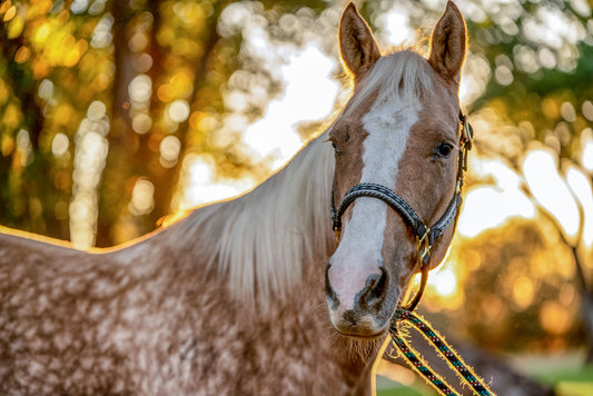 Evolution of Farrier Tools and Hoof Care: A Complete History from Ancient to Modern Precision