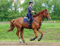 What Are Horseshoe Clips? Definition, Types, Purpose, How They Work