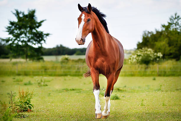 Healthy horse hoof frog with broad structure, firm frog tissue, shallow central sulcus, and balanced hoof-ground interface.”
