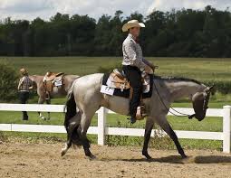Top 10 Essentials Farrier Tools for Optimal Hoof Care