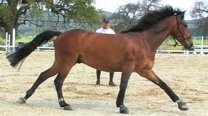 Why Every Farrier Needs Quality Chaps: Key Features