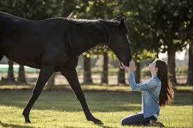 How to Treat Abscess in Horse Hoof: A Step-by-Step Guide