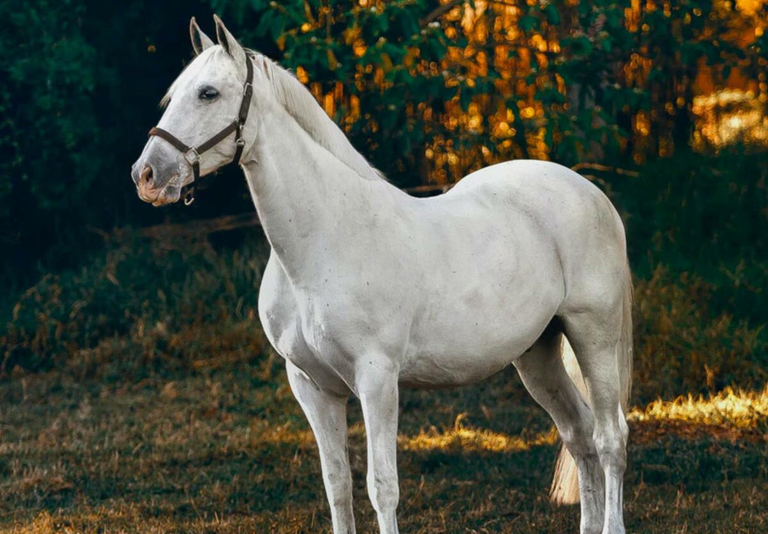 Hoof Rot in Horses: Signs, Treatment and Long-Term Prevention