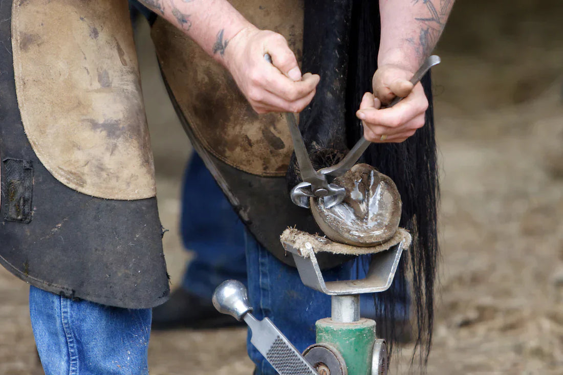 Why Do Horses Need Their Hooves Picked? A Research-Backed Guide for Modern Horse Owners