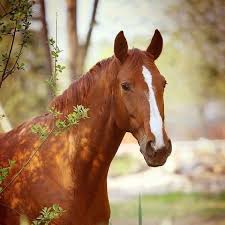 Hoof Cleaning Tools: Hoof Picks, Hoof Brushes, Hoof Care Kits