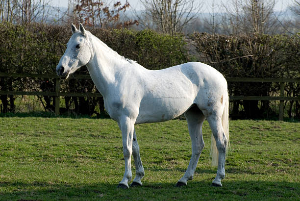  “Close-up of a horse’s eye highlighting horse sensory abilities and panoramic equine vision.”