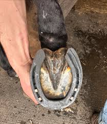 Horseshoe Clip Purpose: How Horseshoe Clips Improve Hoof Stability and Shoe Fit