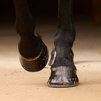 How to Treat Hoof Canker in Horses: Step-by-Step Guide