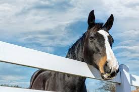 Best Farrier Tools: Hoof Nippers, Rasp, Hoof Knife, Anvil & Forge Essentials