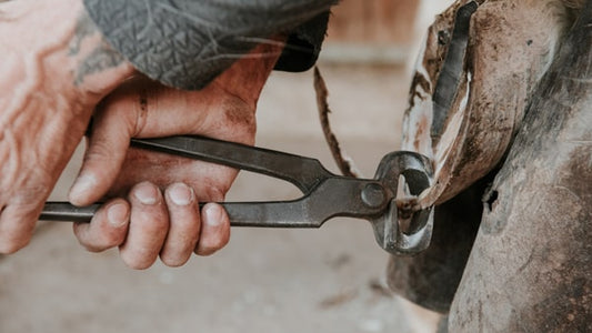 A Cleaner Hoof, A Happier Horse: Best Hoof Care Tools Explained