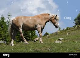 Canker in Horses: Causes, Symptoms, Diagnosis, Treatment
