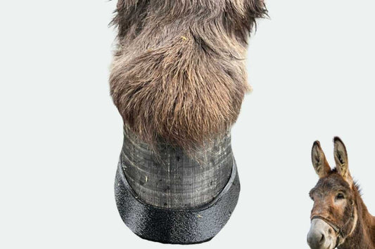 Donkey Hoof Care Clinic (16 CE)