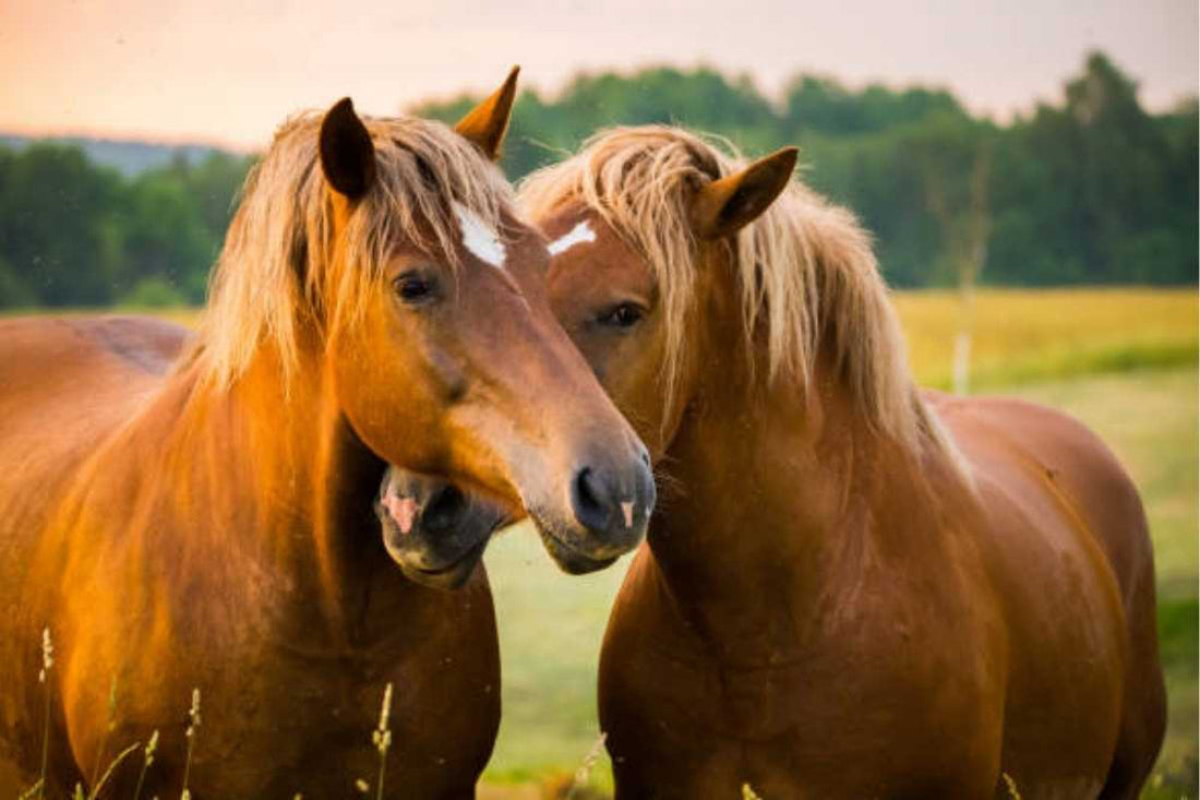 1-Day Integrative Hoof Care Mini Clinic – VIC, Australia (8.5 CE)