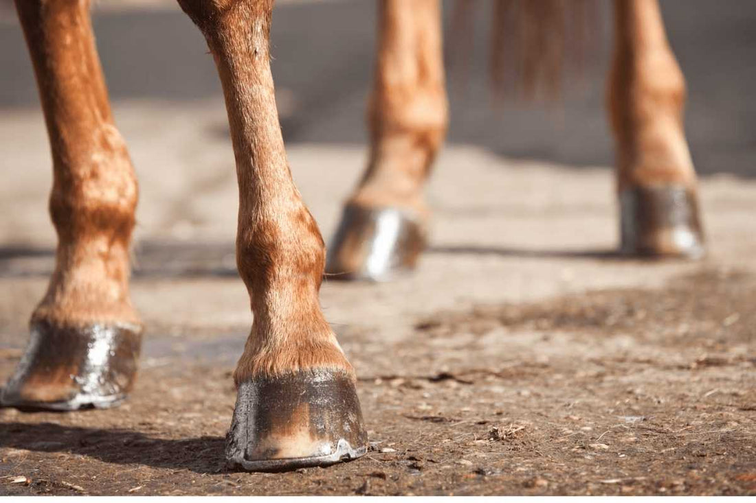 Shoeing the Hitch Horse &amp; Use of Radiographs with Ron Pfeifer – 2026 (18 CE)