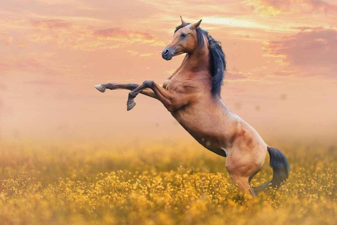 Gulf Coast Farriers 2026 Spring Clinic (8 CE)