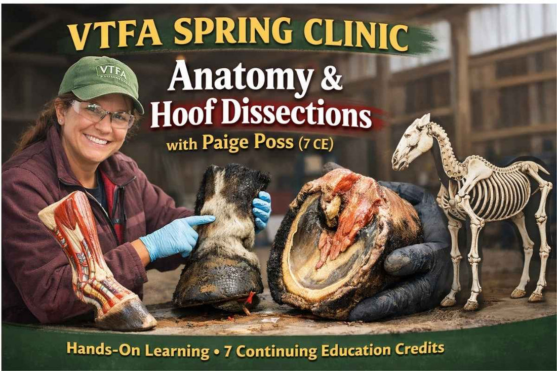 VTFA Spring Clinic – Anatomy &amp; Hoof Dissections with Paige Poss (7 CE)