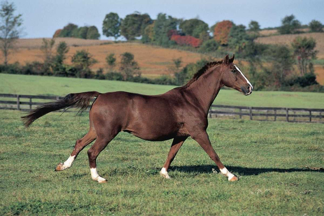 ISIH Horse &amp; Hoof 5-Day Clinic – Oslo, Norway (40 CE)