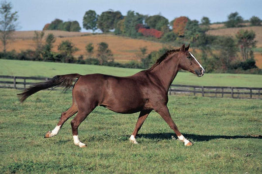 ISIH Horse &amp; Hoof 5-Day Clinic – Oslo, Norway (40 CE)