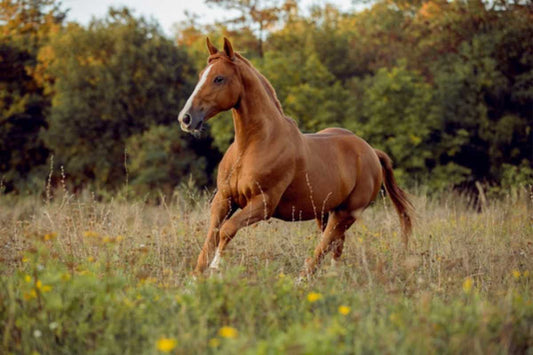 PHCP Anatomy, Trimming, and Hoof Protection – Colorado (24 CE)