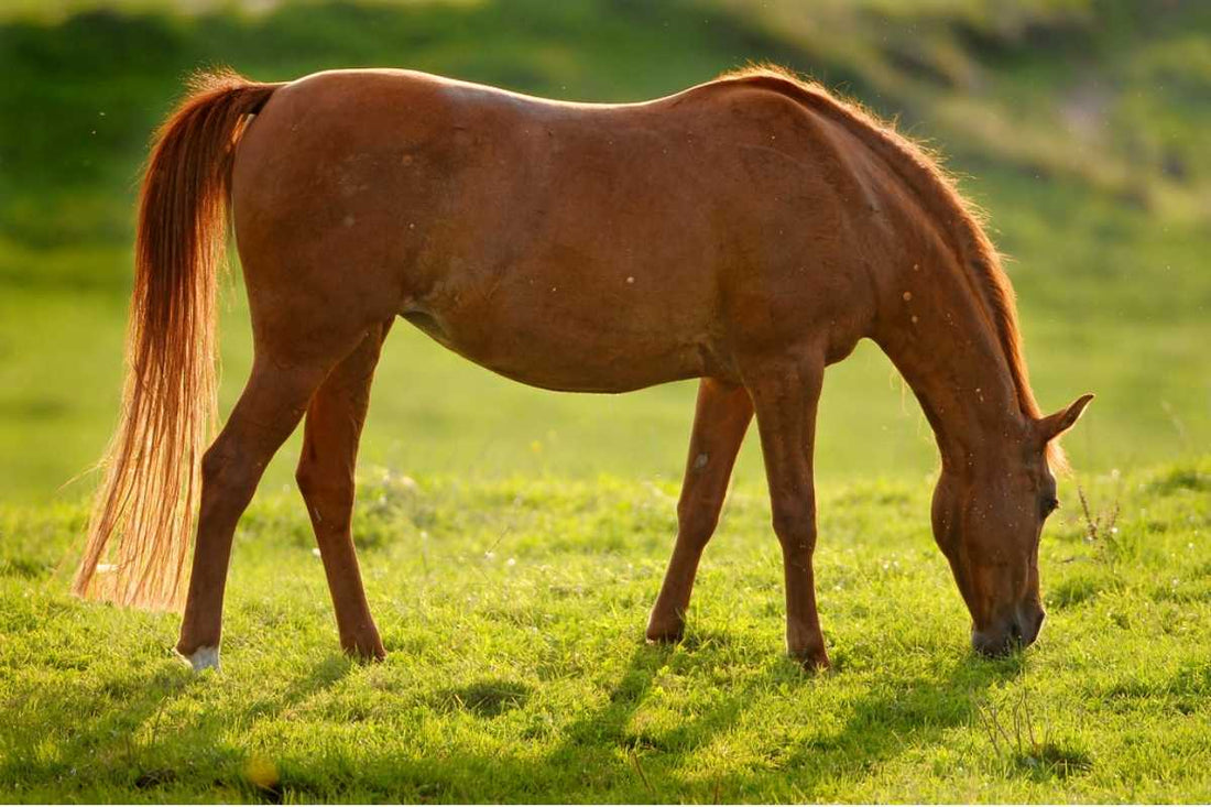 Roy Bloom Farrier Clinic – March 28, 2026 (Johnstown, OH)