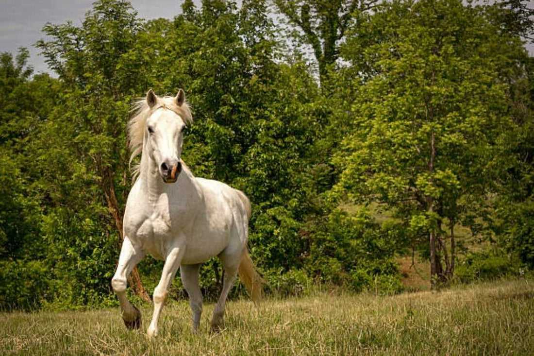 Annual Farriers Educational Association Clinic 2026 – St. Niklaas, Belgium