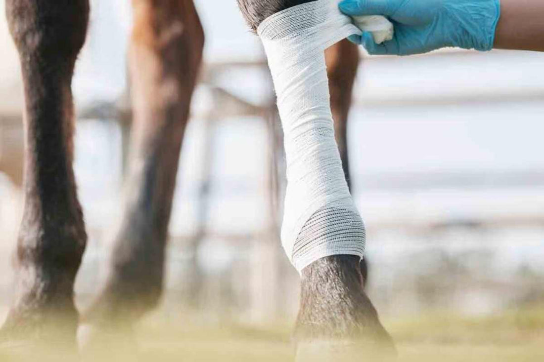 Horse Leg Infection Treatment: Fast, Safe & Research-Backed Recovery Guide