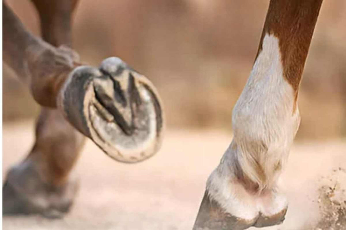 Best Thrush Tools Every Farrier Should Own for Professional Hoof Care