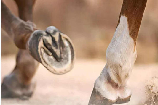 Best Thrush Tools Every Farrier Should Own for Professional Hoof Care