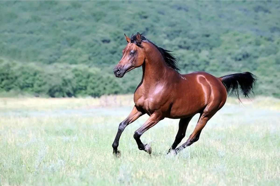 Rebuilding Hoof Concavity and Managing the Dropped Sole with Modern Farrier Science