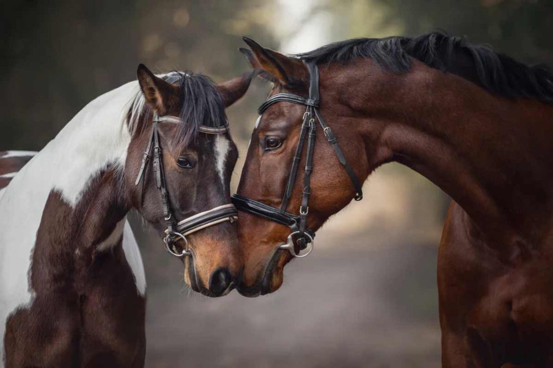 Horse Hoof Abscess Treatment & Hoof Care Step-by-Step