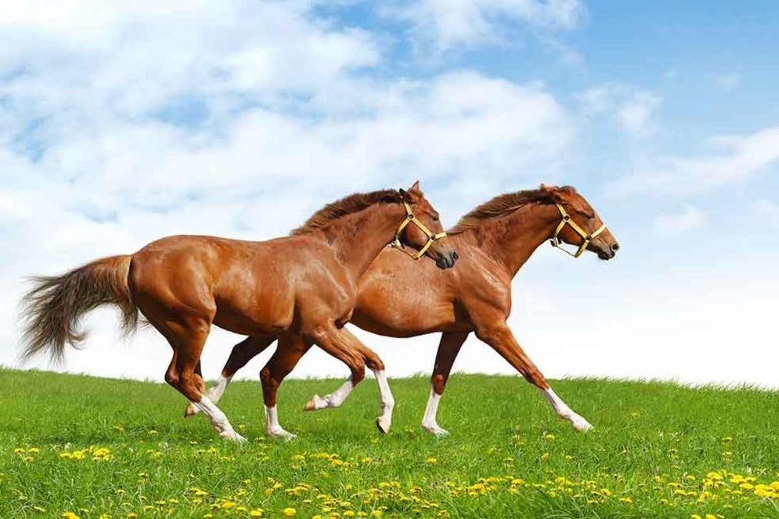 Farrier’s Daily Routine: Top Tools, Skills & Advice