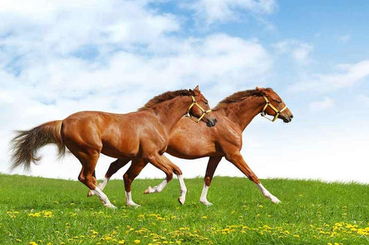 Farrier’s Daily Routine: Top Tools, Skills & Advice