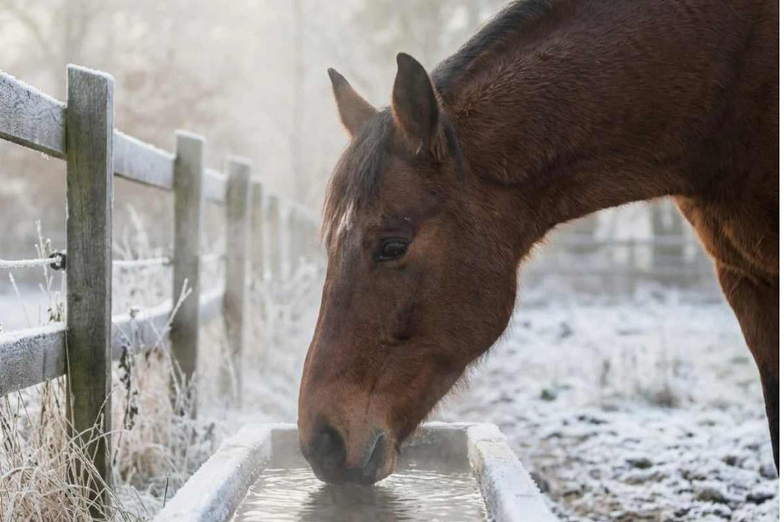Are Horse Hooves Like Nails? The Truth About Equine Hooves