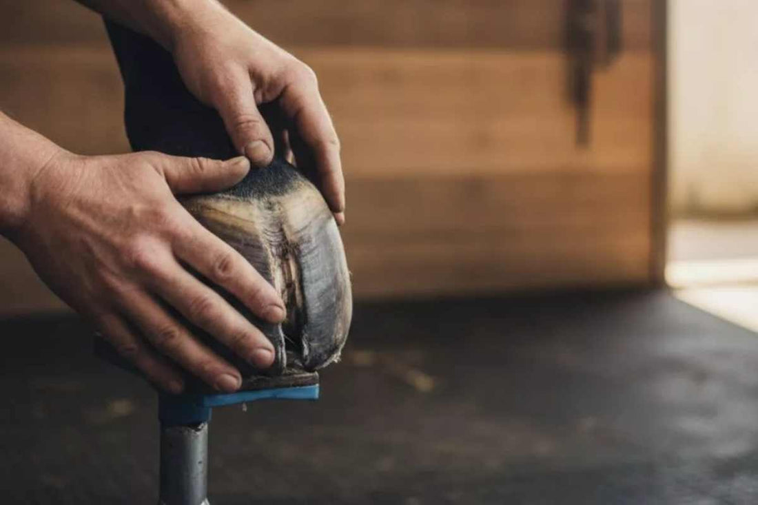 Best Hoof Nippers for Farriers & Horse Owners