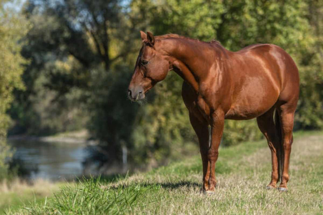 Farrier Tools to Support Minor Punctures and Coronary Injuries