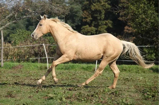 How to Wear Farrier Chaps Correctly Fit, Comfort & Safety?