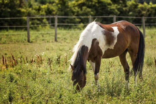 What is Hoof Tester? Definition, Types, Purpose, and How They Work, Alternatives