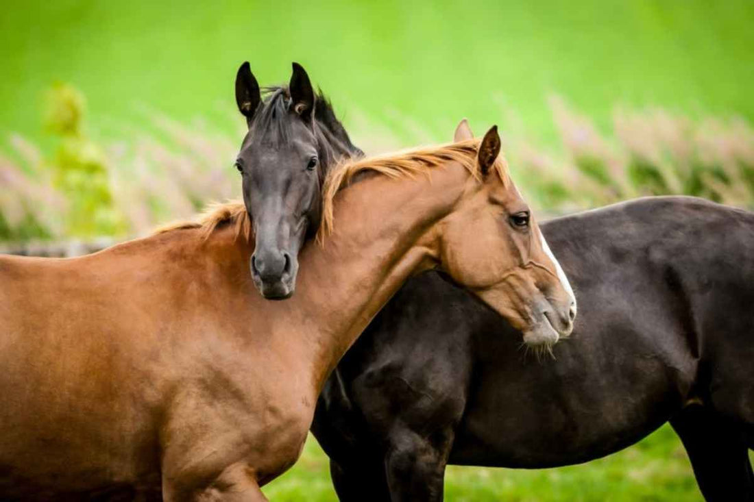 How to Trim Horse Hooves Yourself – Horse Hoof Trimming