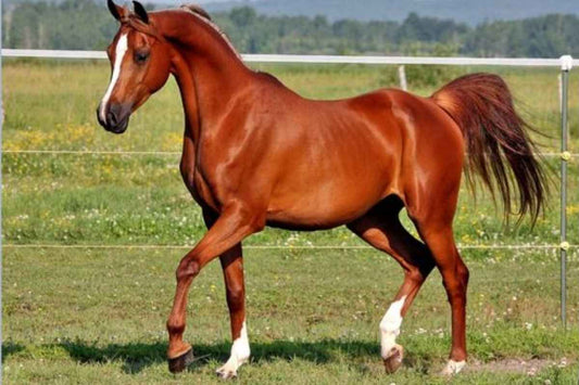 How Gels Can Support Your Horse’s Joint Health?