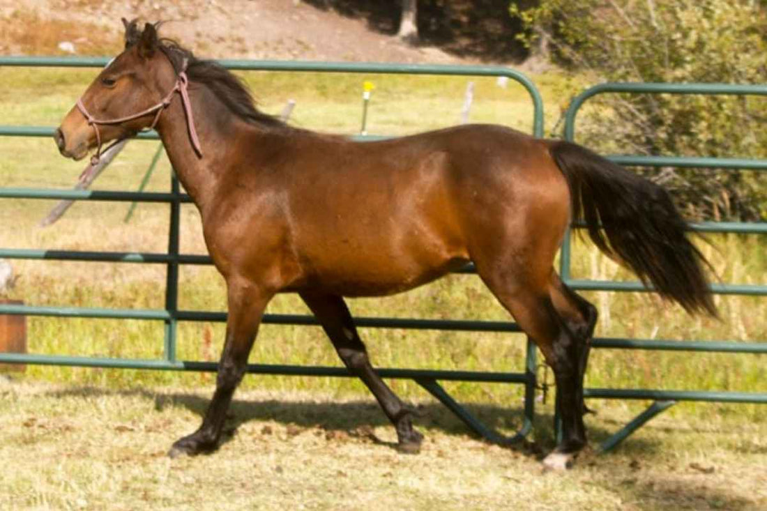 Horse Hoof Thrush: Causes, Symptoms, Treatment, and Prevention