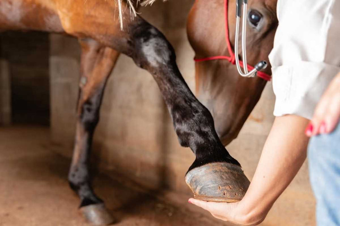 ISIH Horse &amp; Hoof 5-Day Clinic – NSW, Australia (40 CE)