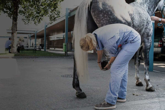 ISIH Horse &amp; Hoof 5-Day Clinic – Floby, Sweden (40 CE)