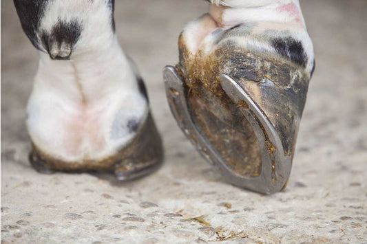1-Day Integrative Hoof Care Mini Clinic – Floby, Sweden (8.5 CE)
