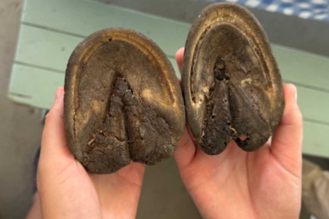 PHCP Anatomy, Trimming, and Hoof Protection – New York (24 CE)