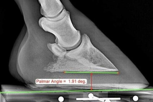 PHCP Hands-on Reading Radiographs for the Hoof Care Practitioner (8 CE)