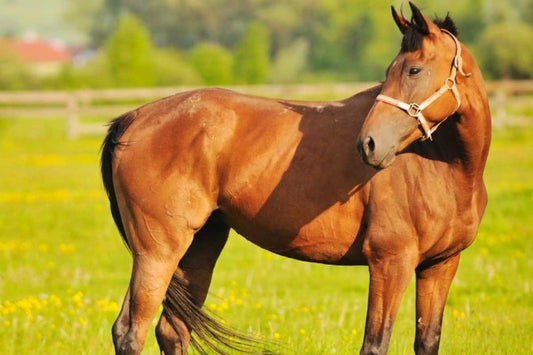 PHCP Anatomy, Trimming, and Hoof Protection – California (24 CE)