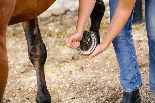 1-Day Integrative Hoof Care Mini Clinic – Oslo, Norway (8.5 CE)