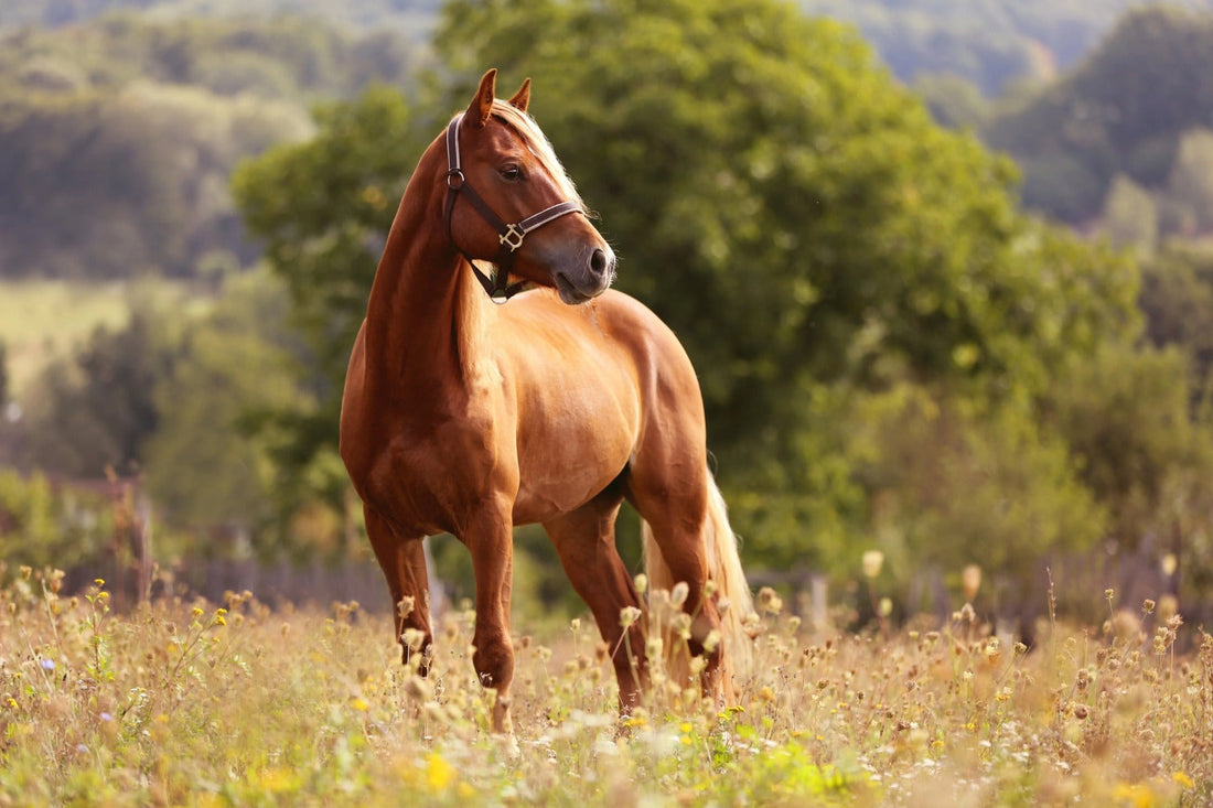 Hoof Thrush Treatment and Horse Hoof Care: Pro Guide